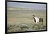 Wild Horse-DLILLC-Framed Photographic Print