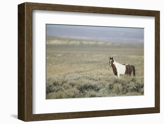 Wild Horse-DLILLC-Framed Photographic Print