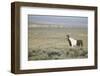 Wild Horse-DLILLC-Framed Photographic Print