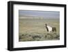 Wild Horse-DLILLC-Framed Photographic Print