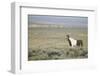 Wild Horse-DLILLC-Framed Photographic Print