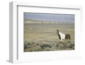 Wild Horse-DLILLC-Framed Photographic Print