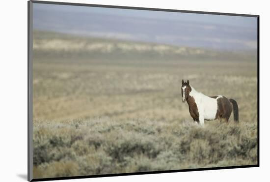 Wild Horse-DLILLC-Mounted Photographic Print