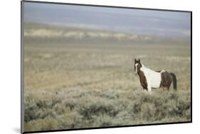 Wild Horse-DLILLC-Mounted Photographic Print