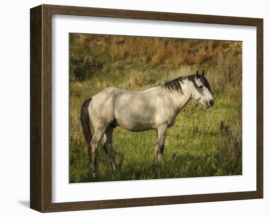 Wild Horse-Galloimages Online-Framed Photographic Print