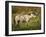 Wild Horse-Galloimages Online-Framed Photographic Print