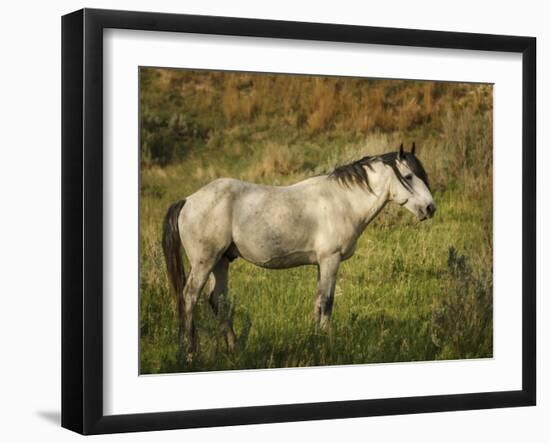 Wild Horse-Galloimages Online-Framed Photographic Print