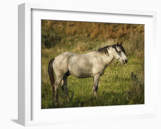 Wild Horse-Galloimages Online-Framed Photographic Print