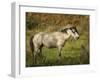 Wild Horse-Galloimages Online-Framed Photographic Print