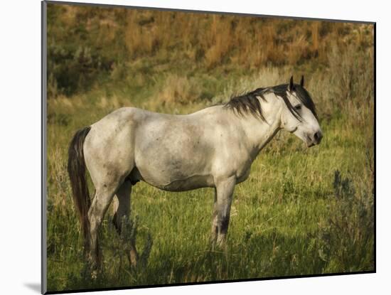 Wild Horse-Galloimages Online-Mounted Photographic Print