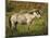 Wild Horse-Galloimages Online-Mounted Photographic Print