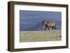 Wild Horse-null-Framed Photographic Print