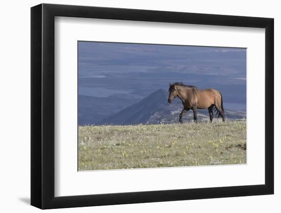 Wild Horse-null-Framed Photographic Print