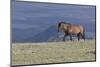 Wild Horse-null-Mounted Photographic Print