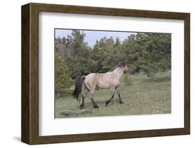 Wild Horse-null-Framed Photographic Print