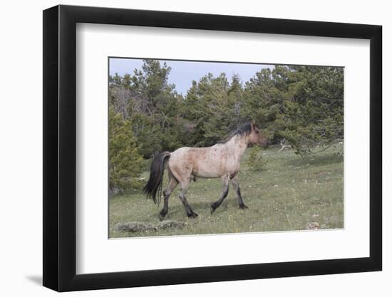 Wild Horse-null-Framed Photographic Print