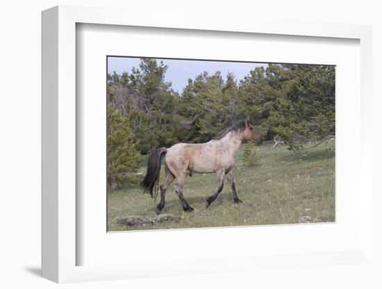 Wild Horse-null-Framed Photographic Print