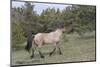 Wild Horse-null-Mounted Photographic Print