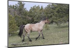 Wild Horse-null-Mounted Photographic Print