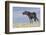 Wild Horse-null-Framed Photographic Print