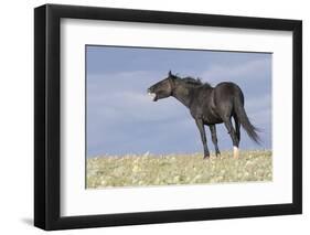 Wild Horse-null-Framed Photographic Print