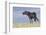 Wild Horse-null-Framed Photographic Print