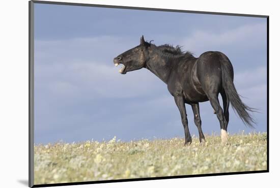 Wild Horse-null-Mounted Photographic Print