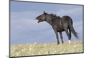 Wild Horse-null-Mounted Photographic Print