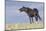 Wild Horse-null-Mounted Photographic Print