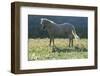 Wild Horse-null-Framed Photographic Print