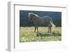 Wild Horse-null-Framed Photographic Print