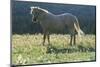 Wild Horse-null-Mounted Photographic Print