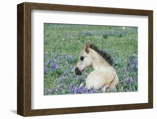 Wild Horse-null-Framed Photographic Print