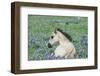 Wild Horse-null-Framed Photographic Print