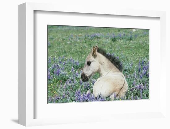 Wild Horse-null-Framed Photographic Print