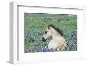 Wild Horse-null-Framed Photographic Print