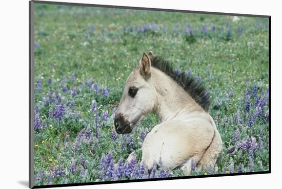 Wild Horse-null-Mounted Photographic Print