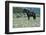 Wild Horse-null-Framed Photographic Print