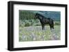 Wild Horse-null-Framed Photographic Print