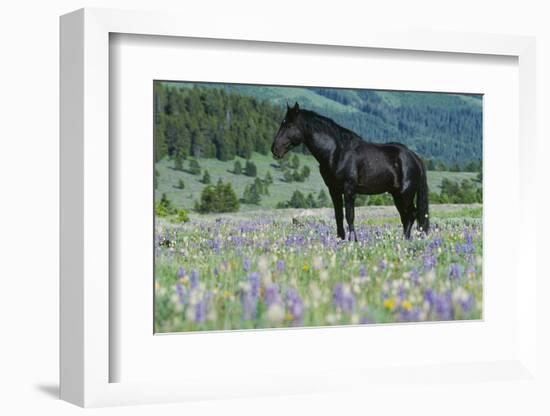 Wild Horse-null-Framed Photographic Print