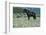 Wild Horse-null-Framed Photographic Print