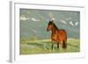 Wild Horse-null-Framed Photographic Print