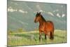 Wild Horse-null-Mounted Photographic Print