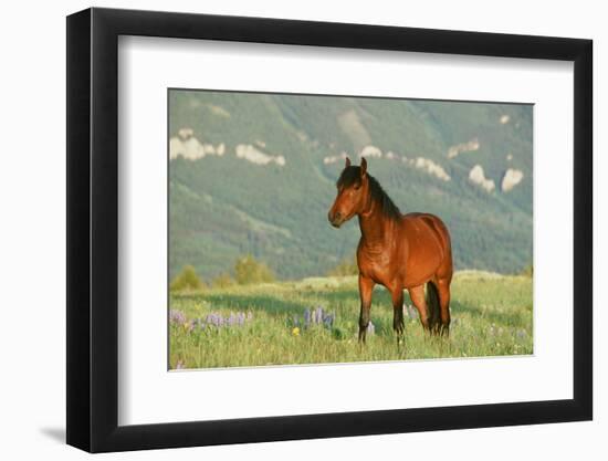 Wild Horse-null-Framed Photographic Print