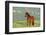 Wild Horse-null-Framed Photographic Print