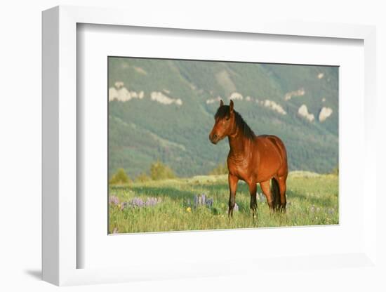 Wild Horse-null-Framed Photographic Print