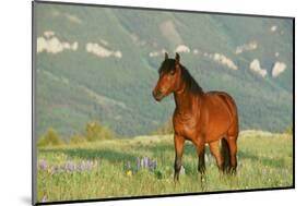 Wild Horse-null-Mounted Photographic Print