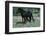 Wild Horse-null-Framed Photographic Print