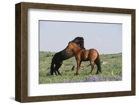 Wild Horse-null-Framed Photographic Print