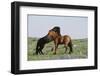 Wild Horse-null-Framed Photographic Print